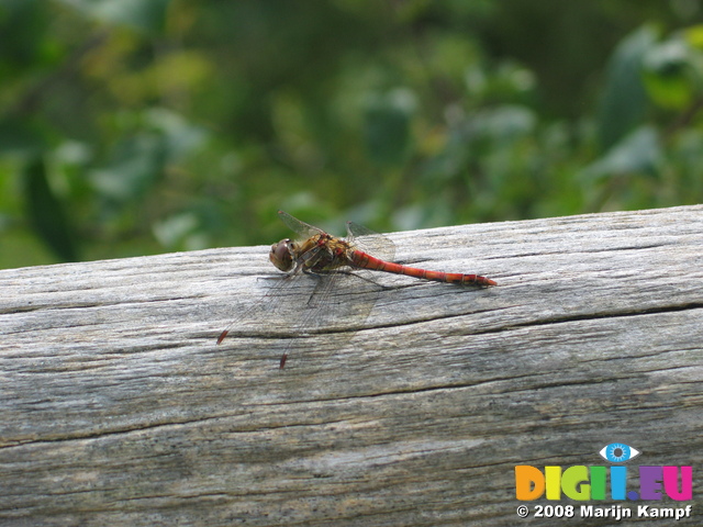 28154 Red Dragonfly on tree Common Darter (Sympetrum striolatum)